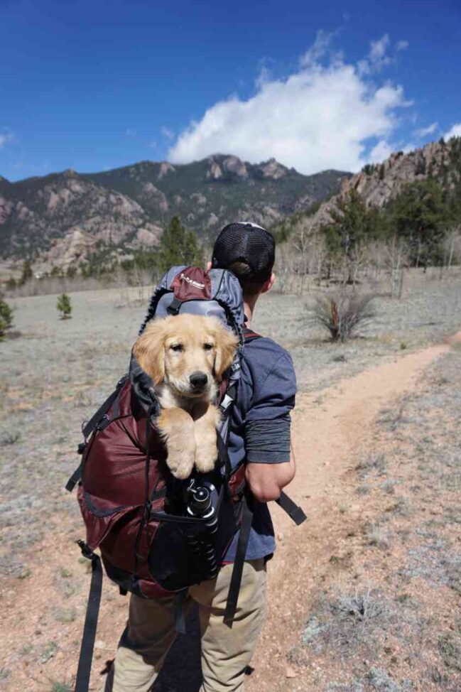Are your pets geared up for an adventure?