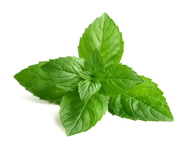 Benefits of Mint in Health and Wellness