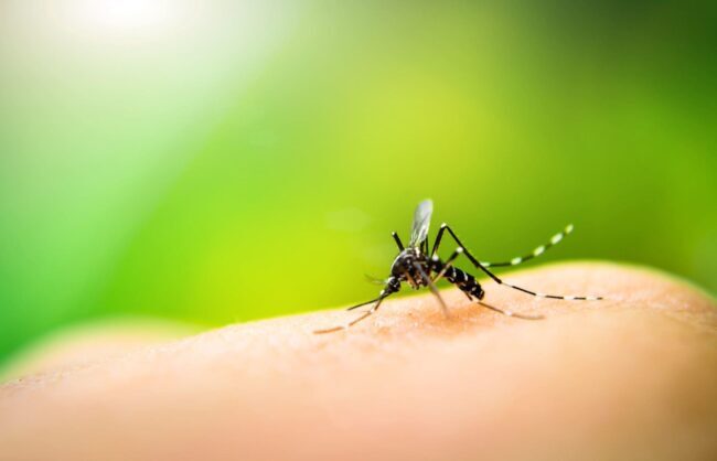 World Malaria Day 2024:Quick recovery for health tips